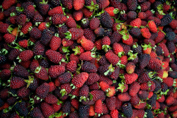 Blackberry background - textured fruit texture