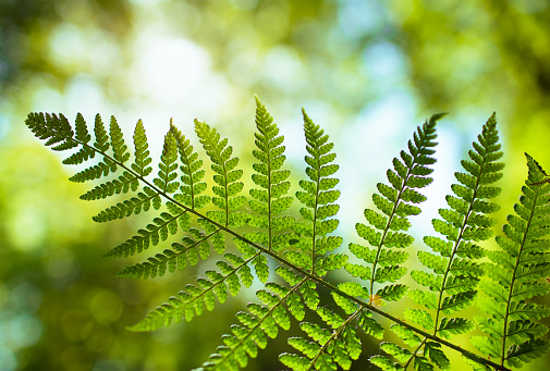 Floral fern background in natural sunlight.