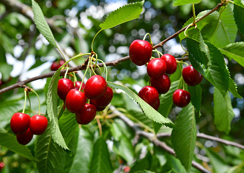 Red cherries ready for harvest are freshly picked and canned immediately