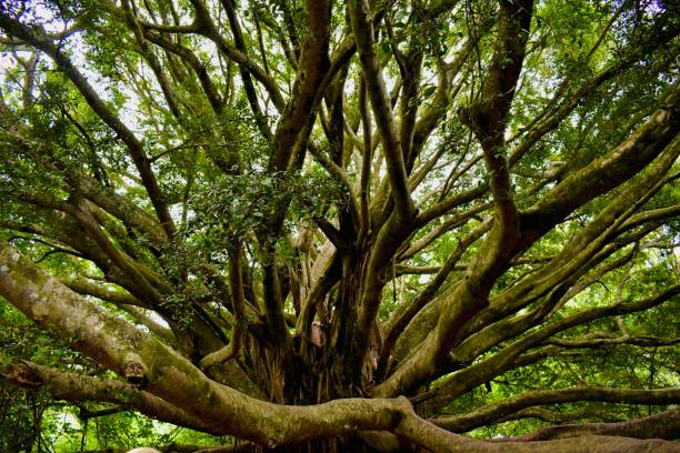 マウイ島ビッグツリー - hawaii islands maui big island tropical climate ストックフォトと画像