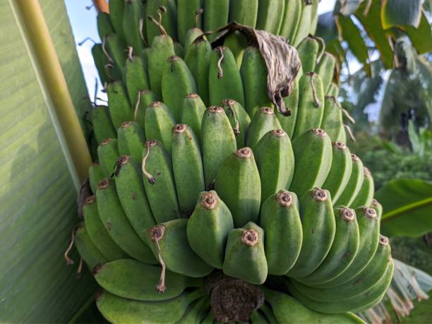 istock kepok banana (Musa acuminata × balbisiana) close up 1414309201