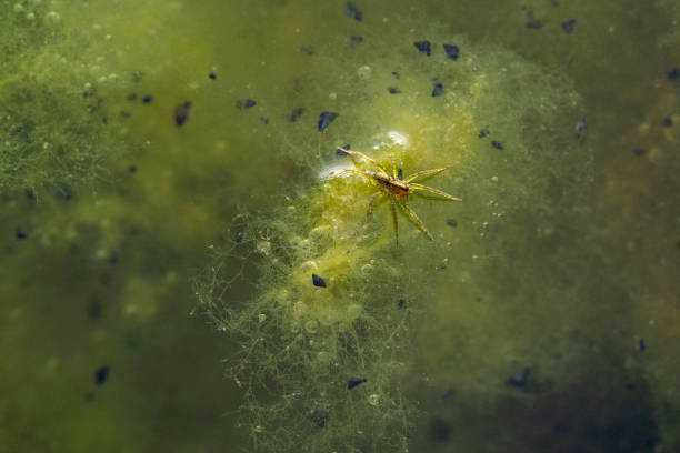 Algae forms on the Horomanga river at the end of summer when the water levels are low. The river beds are teaming with insects before summer ends and the river floods. The wolf spider skates on the waters surface