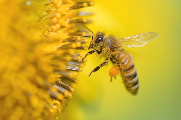 istock Honeybee pollinating on a sunflower 1414310138