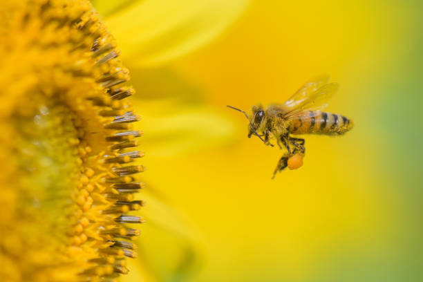 istock Honeybee pollinating on a sunflower 1414310139