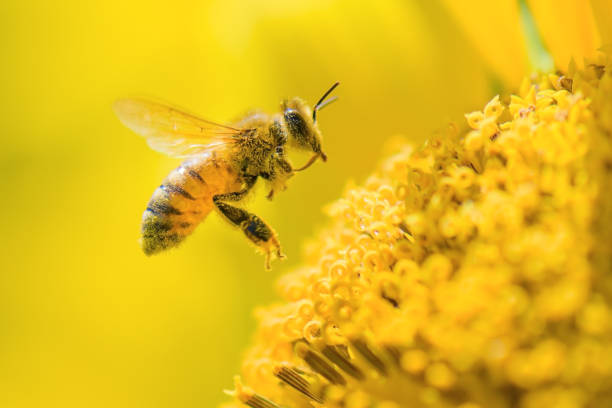 istock Honeybee pollinating on a sunflower 1414310140