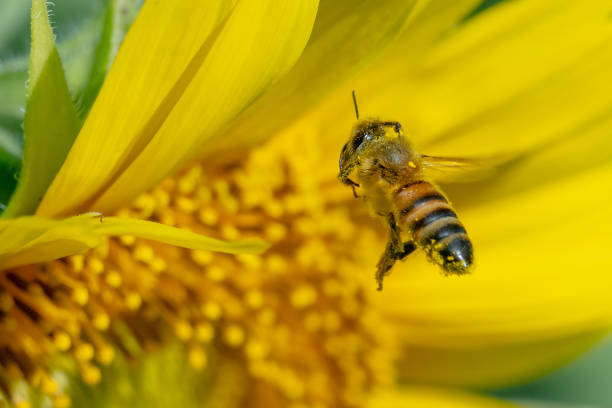 istock Honeybee pollinating on a sunflower 1414310647