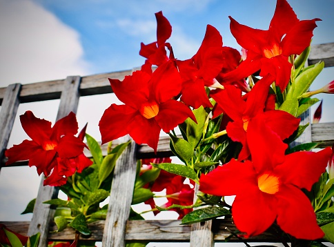 These gorgeous flowers are a perfect exterior vining plant in warmer climates