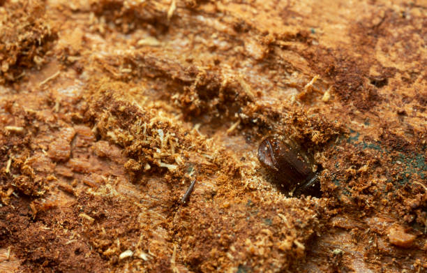istock European spruce bark beetle working on fir wood 1414310730