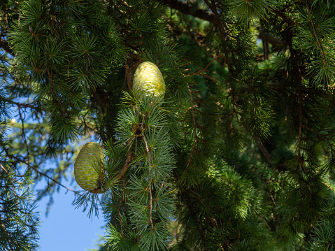 Green cones on the tree. Needles. Large immature bud. Seeds.