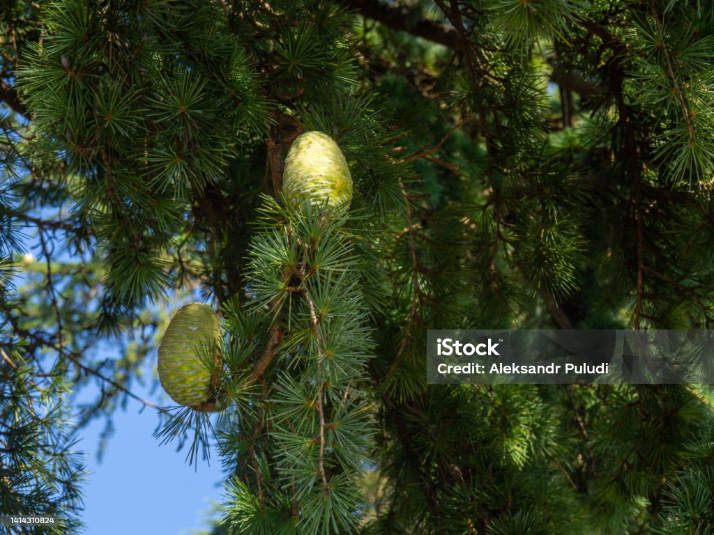 Green cones on the tree. Needles. Large immature bud. Green cones on the tree. Needles. Large immature bud. Seeds. Larch Tree Stock Photo