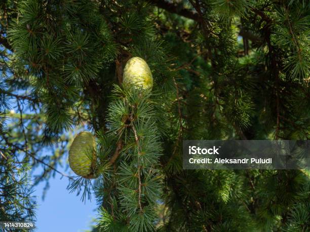 Green Cones On The Tree Needles Large Immature Bud Stock Photo - Download Image Now