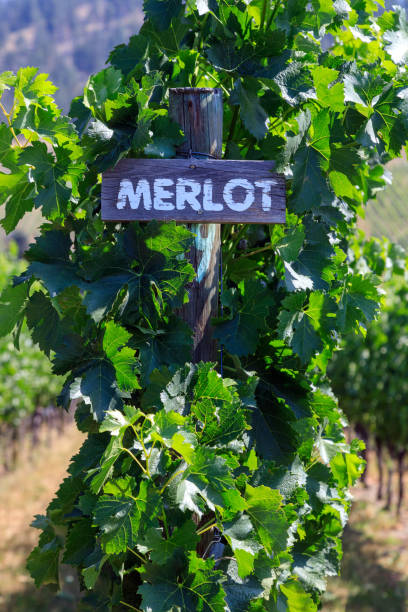 istock Merlot Grape Winery Vineyard Okanagan Valley 1414311647