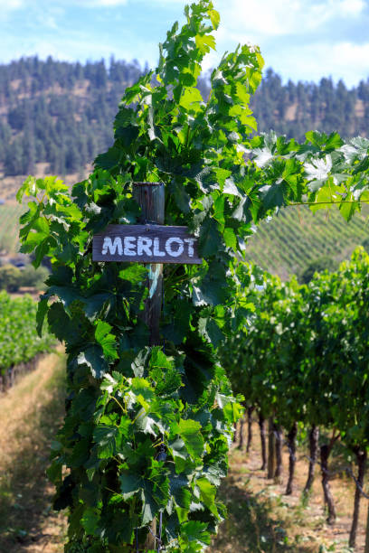 istock Merlot Grape Winery Vineyard Okanagan Valley 1414311667