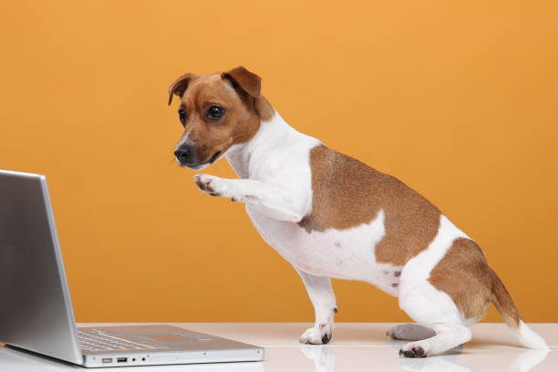 le chien utilise un ordinateur portable.jack russell terrier regarde quelque chose, communique avec quelqu’un, utilise un ordinateur portable sur un fond jaune isolé. - terrier chien de race photos et images de collection