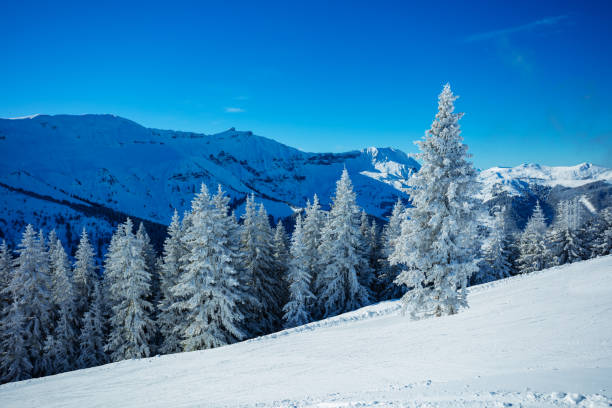 istock Beautiful white, snow covered fir tree over the forest 1414317648