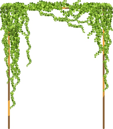 Green vine, creeper or ivy hanging from above or climbing the wall.Decorative column for garden or home.Template on white background.