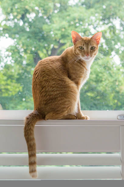 istock Orange cat sitting on a window sill looking at camera 1414319574