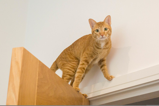 Orange cat sitting on a door looking at camera. High quality photo