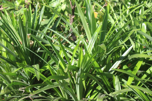 istock pandan leaves in the morning 1414321012