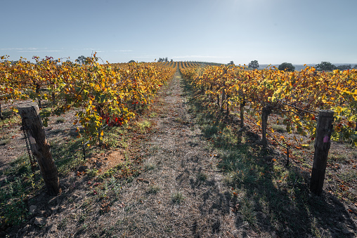 Springtime vineyard landscape (Temecula, Riverside county, California).