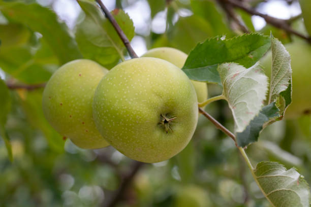 istock Fresh apple tree in the garden, Isparta / Turkey 1414321366