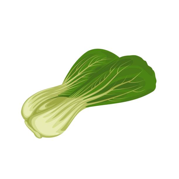 ilustraciones, imágenes clip art, dibujos animados e iconos de stock de bok choy - agriculture backgrounds cabbage close up