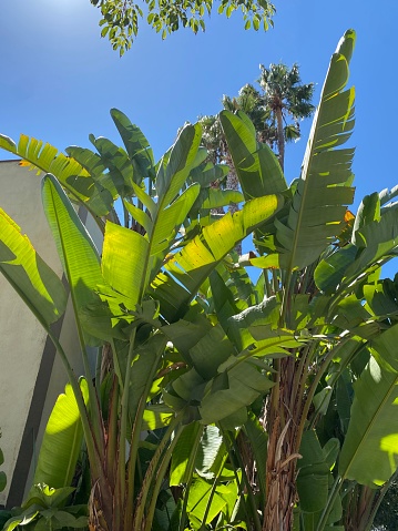 Crisp green Banana Palm trees, blue sky