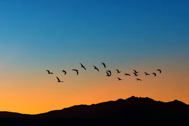 istock Colorful sky on sunset or sunrise with flying birds with copy space 1414326564