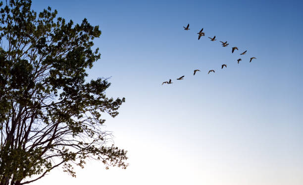 Migrating birds fly in a V formation autumn concept