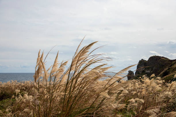 istock Silver grass in Seobjikoji, Jeju Island 1414328381