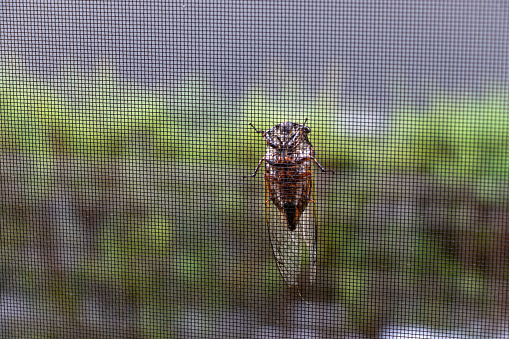 A cicada clinging to an insect screen door