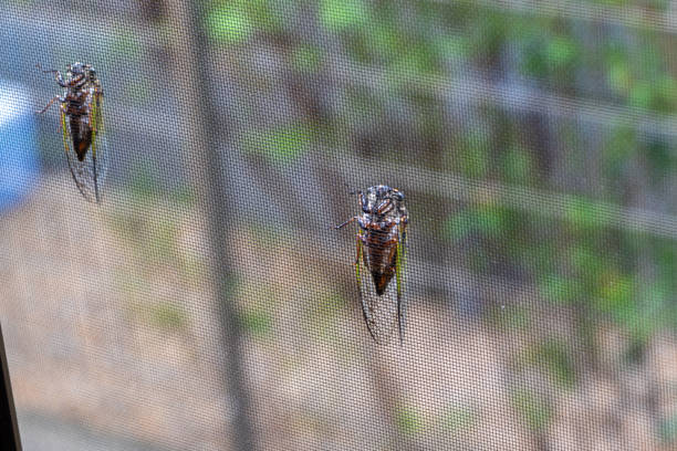 istock Two cicadas clinging to an insect screen door 1414329182