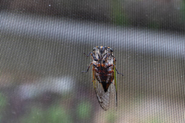 istock A cicada clinging to an insect screen door 1414329184