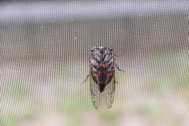 istock A cicada climbing a screen door while showing its abdomen 1414329186