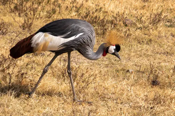 A grey crowned crane standing in the plains looking at the ground