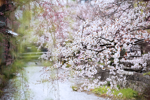 Kyoto scenery in spring