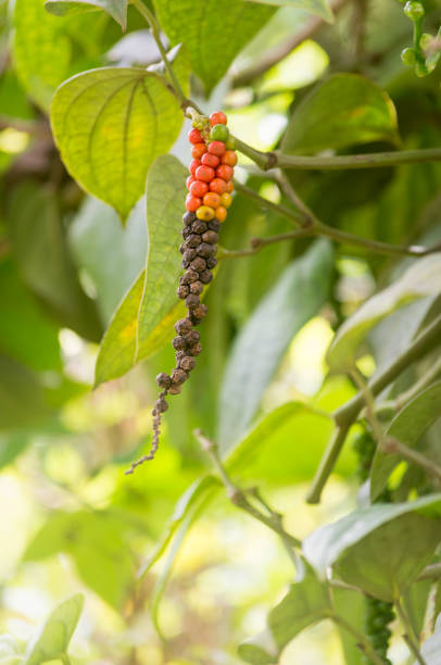 istock black peppercorn on the pepper tree 1414335486