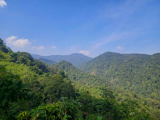 istock Mountain hills with beautiful trees and jungle 1414335713