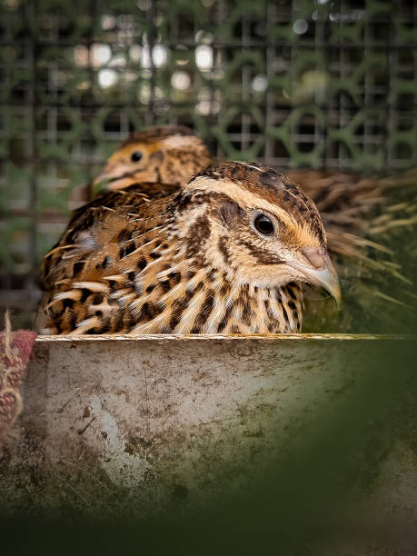 COMMON QUAIL - A PORTRIAT SHOT!