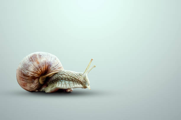 istock Snail on a light background. Concept of internet speed, slow motion, stagnation, crisis. 3D render, 3D illustration. 1414338490