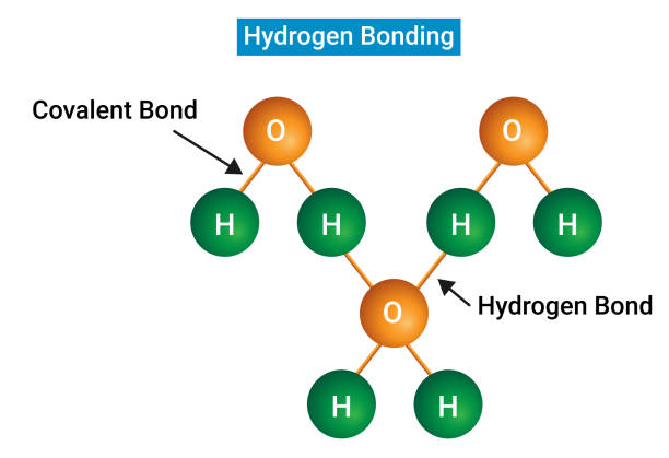 ilustrações, clipart, desenhos animados e ícones de a estrutura da ligação de hidrogênio (ou ligação h) - hydrogen bond