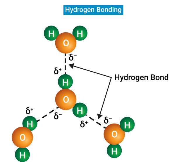 ilustrações, clipart, desenhos animados e ícones de a estrutura da ligação de hidrogênio e da ligação covalente polar - hydrogen bond