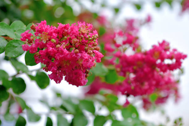 Crape myrtle is a deciduous tree or shrub, with especially handsome bark; the smooth gray outer bark flaking away to reveal glossy cinnamon brown bark beneath. Small white, red, pink or purple flowers are borne in clusters in early summer, often blooming again in late summer.
