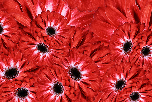 Gerbera  flowers.  Floral red  background.  Close-up. Nature.