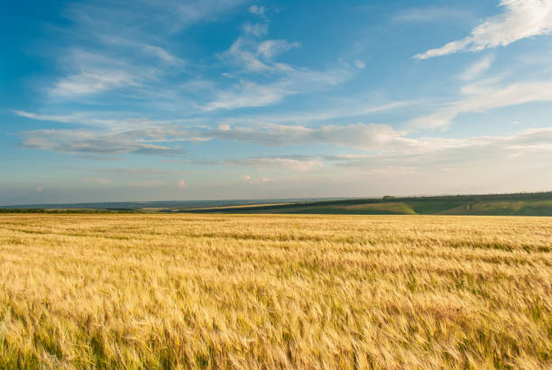istock Beautiful view of the field and blue sky 1414344416