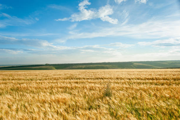 istock Beautiful view of the field and blue sky 1414344418