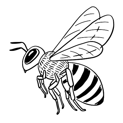 Hand-drawn honey bee side view in flight