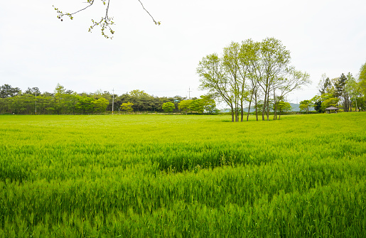 A green barley field at Gochang-gun Academy Farm.