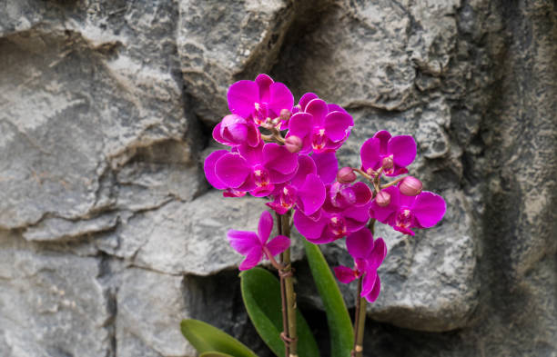 Beautifully blooming Phalaenopsis orchid seen in a flower garden.
