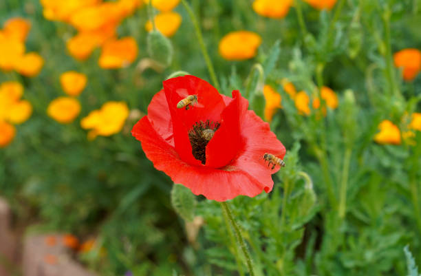 Red poppy flower with bees flying.